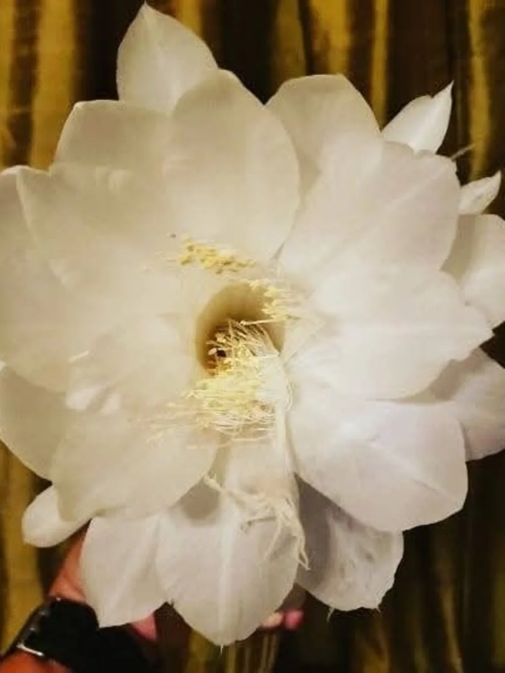 EPIPHYLLUM Or Queen Of The Night All White Variety